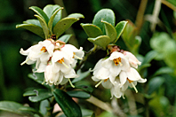 Vaccinium vitis-idaea Vaccinium vitis-idaea